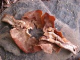 Gyromitra infula image