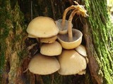 Hypholoma capnoides image