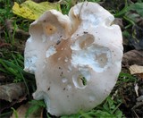 Limacella guttata image