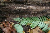 Simocybe centunculus var. centunculus image