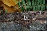 Simocybe centunculus var. centunculus image