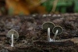 Simocybe centunculus var. centunculus image
