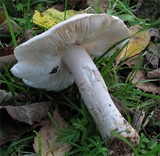 Limacella guttata image