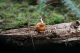 Gymnopilus sapineus image