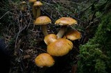 Gymnopilus viridans image