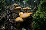 Gymnopilus viridans image