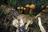 Gymnopilus viridans image