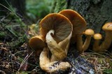 Gymnopilus viridans image