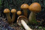 Gymnopilus viridans image