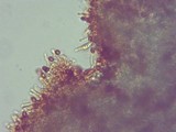 Gymnopilus viridans image