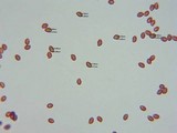 Gymnopilus viridans image