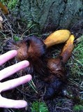 Gymnopilus viridans image