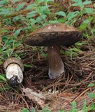 Tylopilus porphyrosporus image