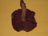 Cortinarius semisanguineus image