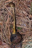 Elaphocordyceps capitata image