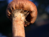 Cortinarius semisanguineus image