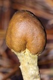 Elaphocordyceps capitata image