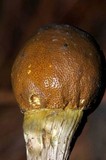 Elaphocordyceps capitata image