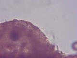 Gymnopilus sapineus image