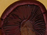 Cortinarius smithii image