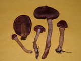 Cortinarius smithii image