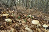 Cortinarius sebaceus image