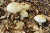 Cortinarius sebaceus image