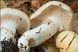 Cortinarius sebaceus image