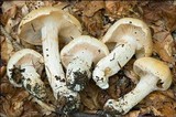Cortinarius sebaceus image