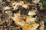 Cortinarius sebaceus image