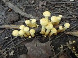 Pholiota alnicola image