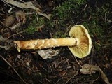 Pholiota alnicola image