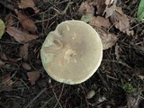 Boletus variipes image