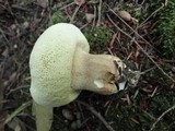 Boletus variipes image