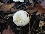 Hygrophorus eburneus image