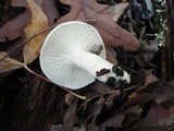 Hygrophorus eburneus image