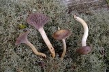 Hygrocybe lacmus image