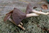 Hygrocybe lacmus image