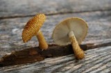 Leucopholiota decorosa image