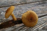 Leucopholiota decorosa image