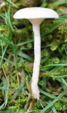 Hygrocybe virginea var. virginea image