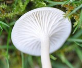 Hygrocybe virginea var. virginea image