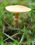 Cystoderma amianthinum image