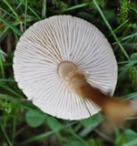 Cystoderma amianthinum image