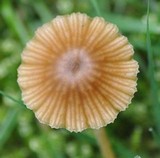Galerina graminea image