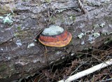 Fomitopsis mounceae image