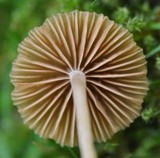 Galerina graminea image