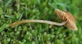 Galerina graminea image
