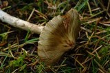 Inocybe sororia image
