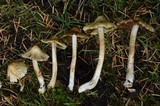 Inocybe sororia image